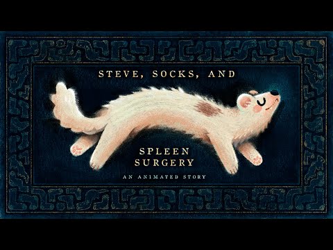 Steve, Socks, and Spleen Surgery - An Animated Story