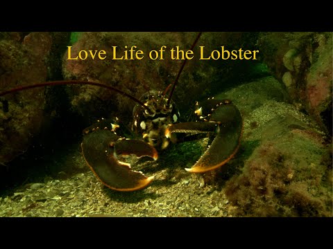 Love Life of the Lobster