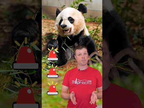Pandas gigantes podem sair do zoológico nacional em breve! 🚨