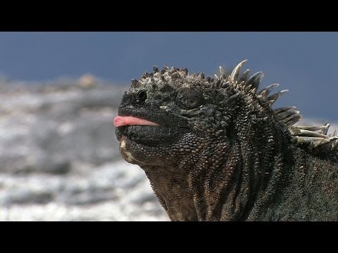 The Breathtaking Beauty of the Galapagos Islands