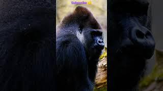 Download lagu #shorts #status // Chimpanzee Status // Gorilla🦍 Whatsapp Status mp3