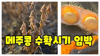 메주콩 수확시기 대원콩 풀뿌리농장 감자 후작 콩 작황 [콩재배방법]