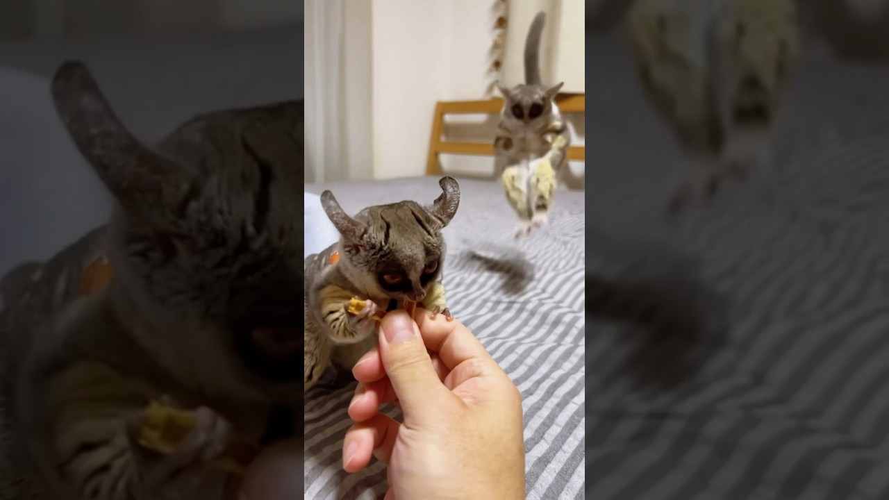 Do you know what they're talking about?😌🐒🐒💕 #adorable #cuties #galago_plum