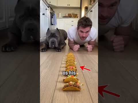Dog vs Man: The Taco Race You Won’t Believe! 🌮🐶