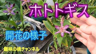 [Lepidoptera] Blooming 25/10/18