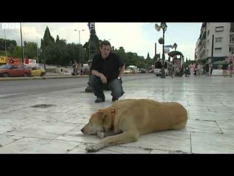 Loukanikos, the Greek riot dog with Paul Mason in Athens, 17th June 2011