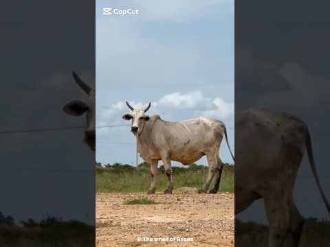 King of Fighting Bull#FightingBull #BullKing #AnimalBattle #BullFight #EpicAnimalMoments