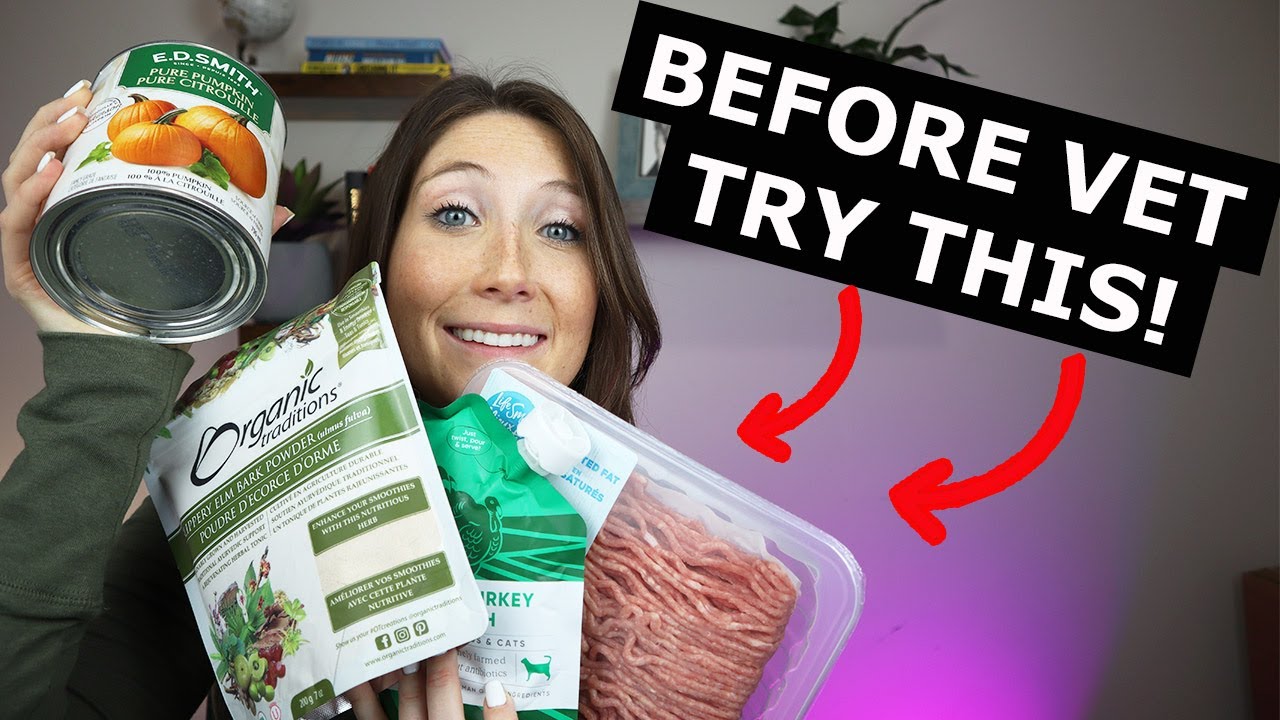 At Home Remedies For Dogs Upset Stomach