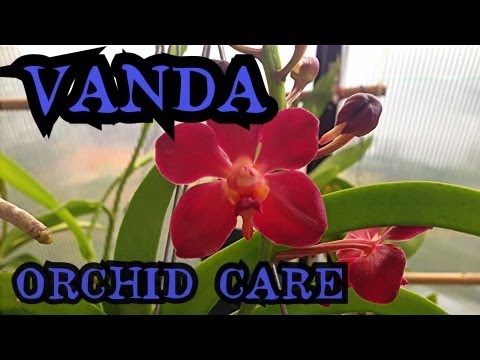 Vanda Orchid Care: Info on watering and root health | "How to care for Orchids"