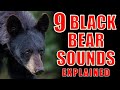 9 Black Bear Sounds Explained Bear Communication