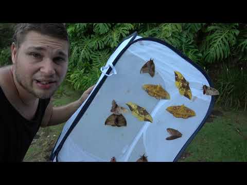 GIANT MOTHS I found in BRAZIL TODAY! (Saturniidae)