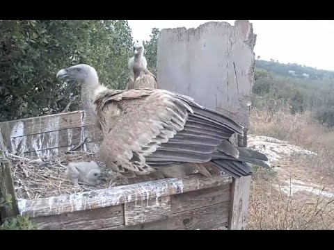 Griffon Vulture Nest נשר|Israel Nature and Parks Authority|The Charter Group of Wildlife Ecology