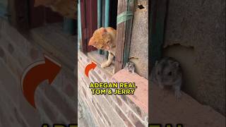 Download lagu This Cat and Mouse Managed to Become Friends, But... 🐈🐀 #shorts #cat #mouse mp3 Download lagu This Cat and Mouse Managed to Become Friends, But... 🐈🐀 #shorts #cat #mouse mp3