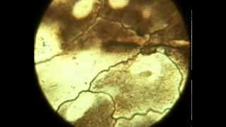 Microscopic Preparations Majeranek - tissue 1 (compilation) - mikroskop preparat tkanki