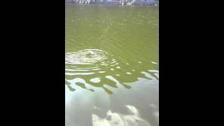 Lake Hodges ,CA Carp Fishing using Float ...