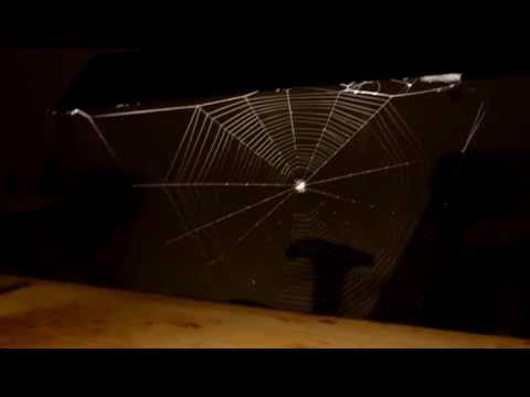 Spider spinning complete web + Megarace game music!