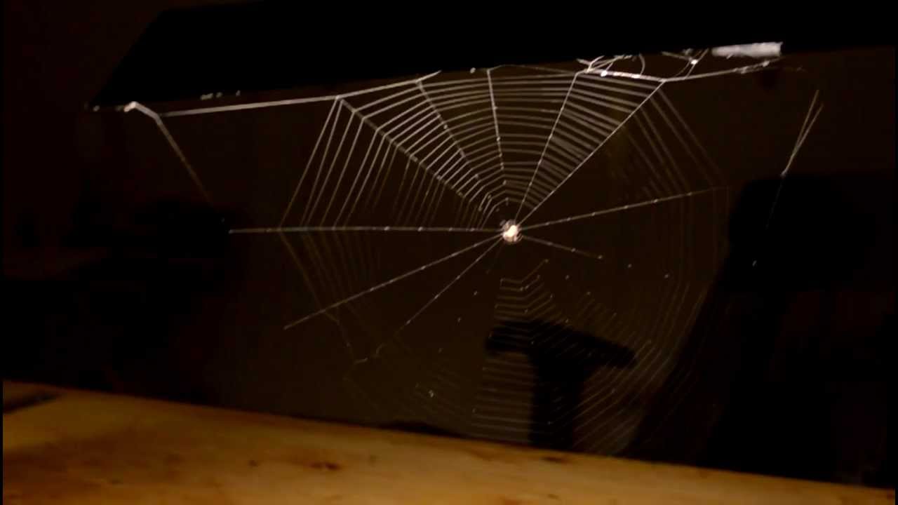 Spider spinning complete web + Megarace game music!