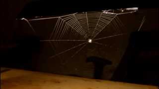 Spider spinning complete web + Megarace game music!
