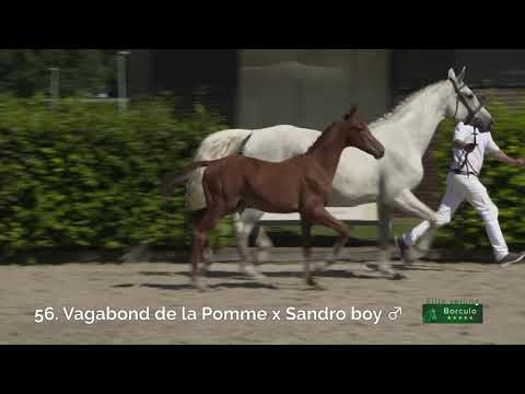 56 Vanqeur Z (Vagabond de la Pomme x Sandro Boy)