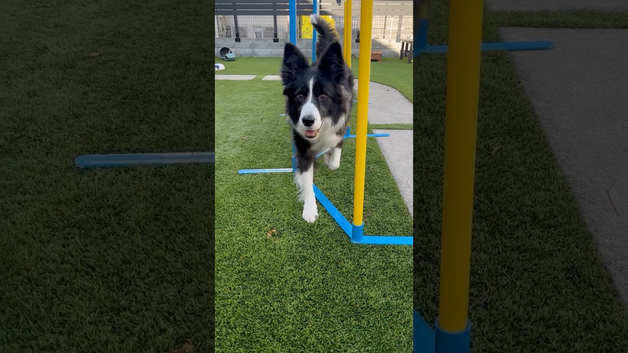やっぱり賢いボーダーコリー#shorts