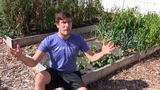 The Importance of Soil Health & Why Healthy Plants Start With Healthy Soil