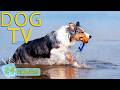 DOG TV Best Anti Anxiety Videos For Dogs To Watch With Relax Music Entertain Music For Dogs