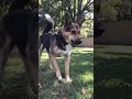 Why Your Dog Kicks Grass