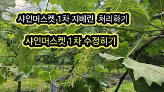 샤인머스켓 지베린 처리하기,샤인머스켓 1차 수정하기