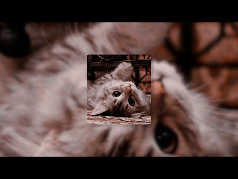 [MASHUP] Fall Out Boy X Starset - Centuries X My Demons // sped up + reverb