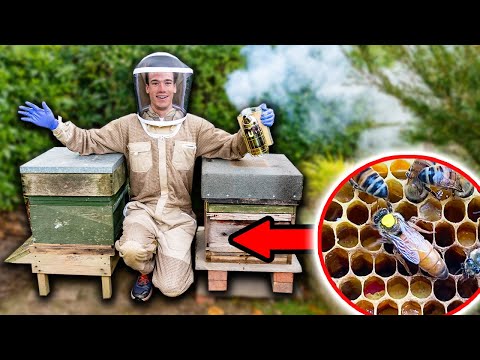 I Found My New Queen Bee - Beekeeping and Honey Making