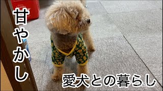 シニア犬の要求吠え！甘々飼育の愛犬との暮らし　トイプードル／共働き夫婦
