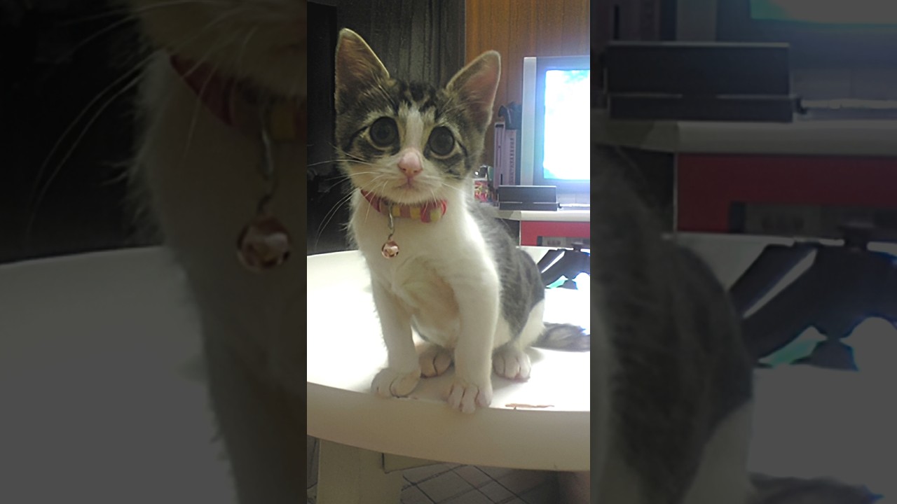 引き取り手がなかった保護猫の軌跡【ショート版】 #Shorts