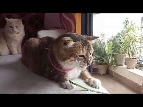 How my cat 😽😽😽 become a goat 🐐 | Shaikh firdous