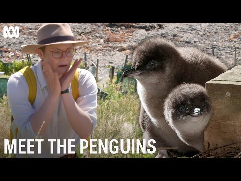Meet the Penguins