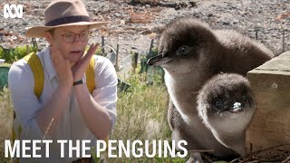 Meet The Penguins | First Look