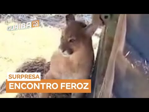 Agricultores são surpreendidos por onça parda no RS