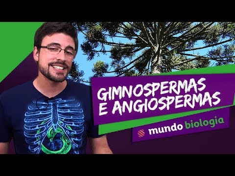 🌿 Botânica (2/5): Gimnospermas e Angiospermas - Biologia - ENEM