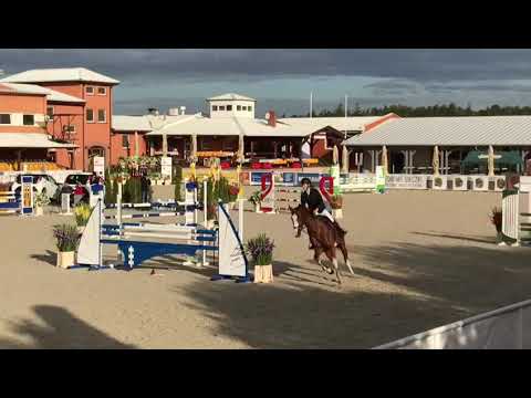 2 miejsce Epopeja (Quasimodo vd Molendreef x Palegro) 2019/09/29 ZO-B Olsza-110cm I SPRZEDANA / SOLD