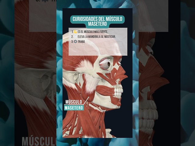 Vídeo relacionado con 3B Scientific VR3118UU, Póster Anatómico La Musculatura Humana, Tamaño Único, Multicolor