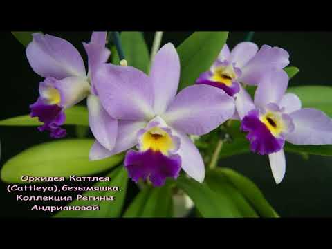 8.Прекрасное ЦВЕТЕНИЕ моих ОРХИДЕЙ (фото)