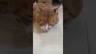 #かわいい #ねこ #ねこ動画 #cat