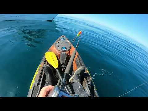 BLUE SHARK FROM THE CELTIC DEEP  TRIP WITH ROB RENNIE (LADY JEN ) DAVE LEWIS (SEA ANGLER MAGAZIE )