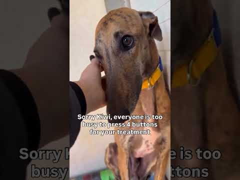 paypal link in bio to support kiwi to get treatment #NYC#LosAngeles#Chicago#Texas#Florida#california