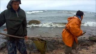 Как правильно ловить сачком янтарь в море