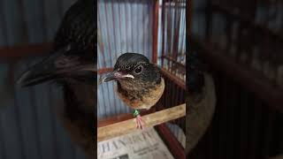 Download lagu murai trotol jantan belajar ngeriwik mp3 Download lagu murai trotol jantan belajar ngeriwik mp3