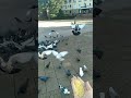 How To Tame Wild Pigeons Pigeons Easily