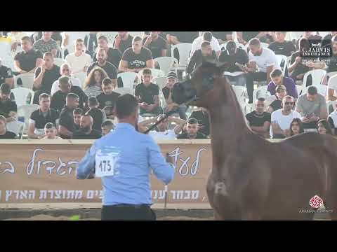 N 175 NOHIBA   The Arabian Horse Galilee Show 2023   Fillies 2 Years Old C Class 19