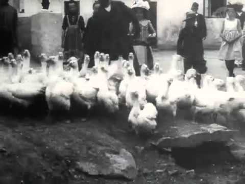 Chov husí v Libuši u Prahy 1911