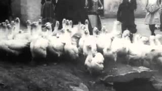 Chov husí v Libuši u Prahy 1911