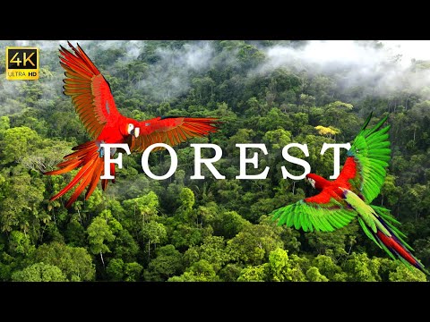 Forest 4k - Verdens største tropiske regnskov | Afslapningsfilm med beroligende musik